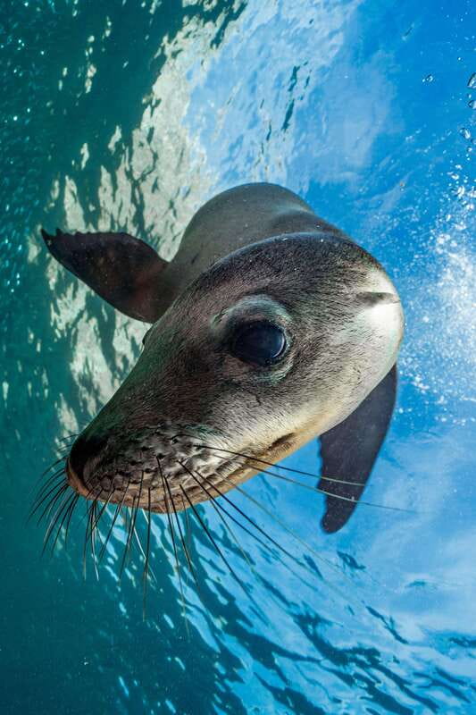 Espiritu Santo Island: Snorkeling Sea Lion Adventure - What happens from June through August