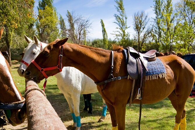 Extreme Horses Adventure with ATV, Ziplines & Cenote - Photos, Phones, and Extra Costs