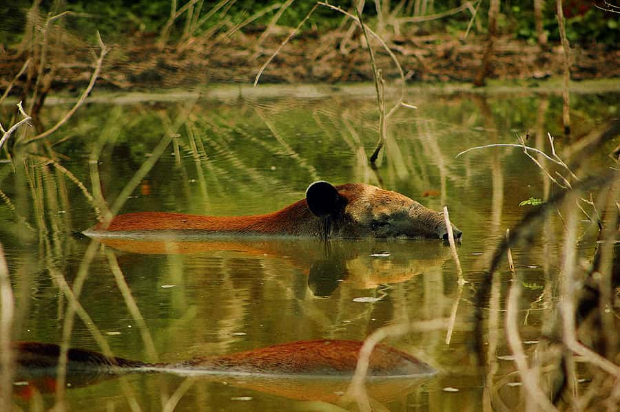 From Bacalar: Calakmul Ruins Expedition & Jungle Trek - Three hours among the Maya ruins