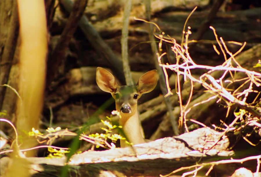 From Bacalar: Calakmul Ruins Expedition & Jungle Trek - Heat, food, and practical comfort