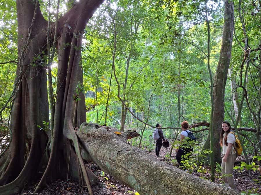 From Bacalar: Calakmul Ruins Expedition & Jungle Trek - A 6 a.m. start makes the day work