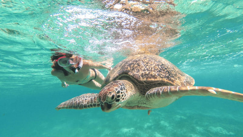 From Cancun: Tulum and Akumal Cenote and Turtle Swim Tour - Canamayte’s Mariposa cenote