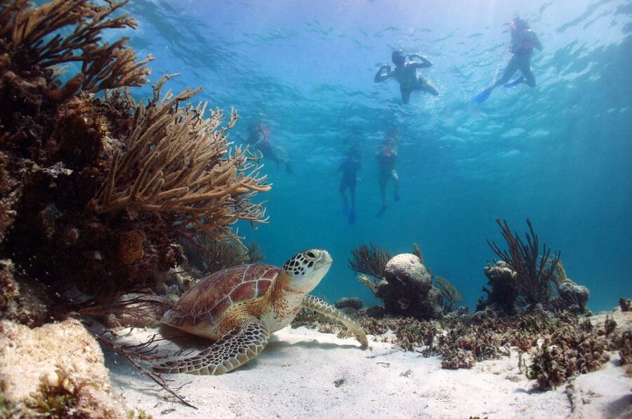 From Cancun: Tulum and Akumal Cenote and Turtle Swim Tour - Akumal and the turtle swim