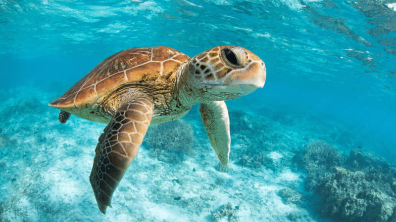 From Cancun: Tulum, Cenote and Turtle Swim Tour at Akumal - Who should book this tour?
