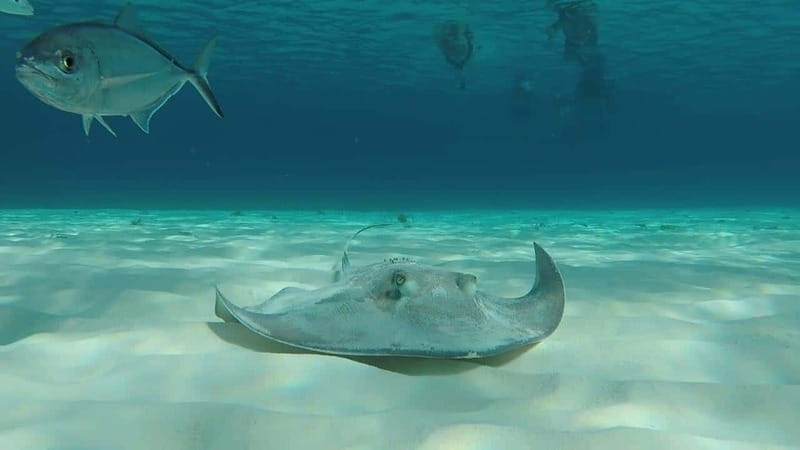 From Cozumel: 3 Reefs Boat Tour with Drinks and Snorkeling - Playa El Cielo: shallow water, starfish, and stingrays