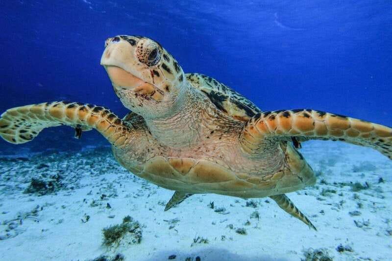 From Cozumel: 3 Reefs Boat Tour with Drinks and Snorkeling - Palancar and Columbia: the best chance for larger sea life