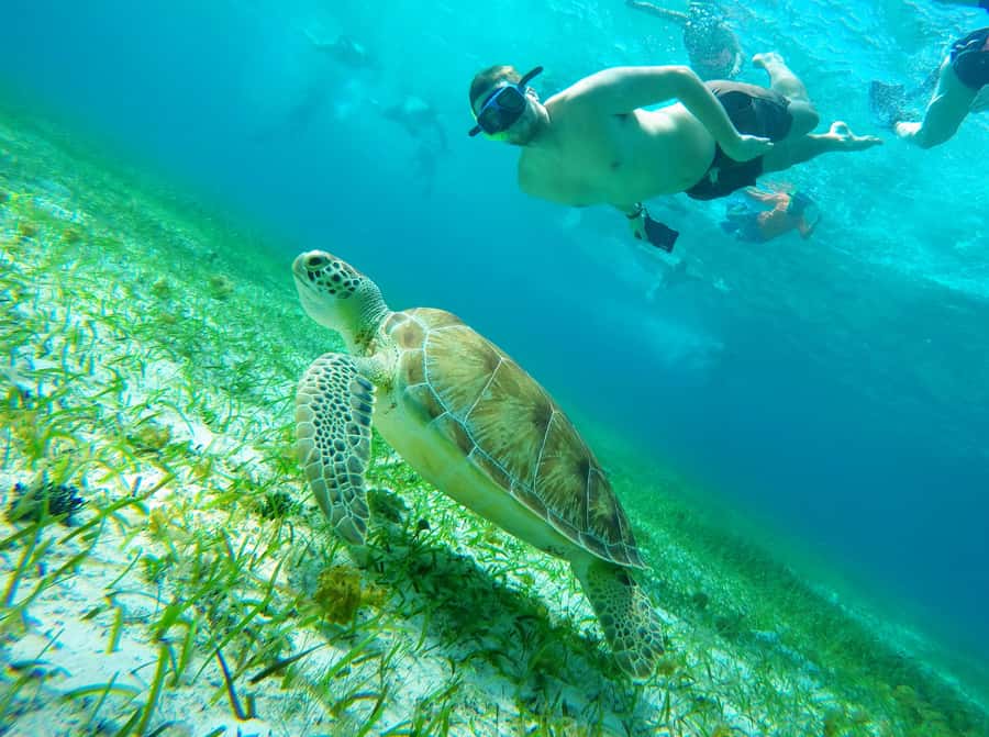 From Cozumel: Starfish, Stingrays and the Turtle Sanctuary - Key points to know before you book