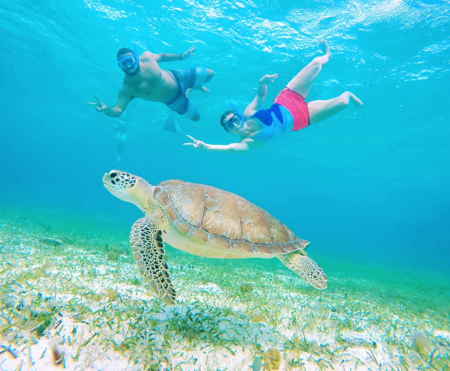 From Cozumel: Starfish, Stingrays and the Turtle Sanctuary - El Cielo and its famous starfish