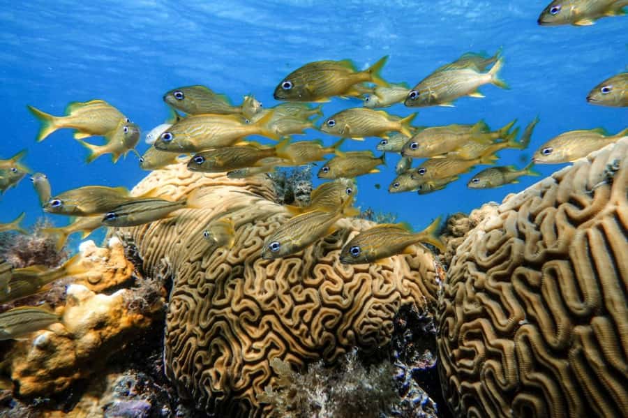 From Cozumel: Starfish, Stingrays and the Turtle Sanctuary - Turtle Bay and the search for larger animals