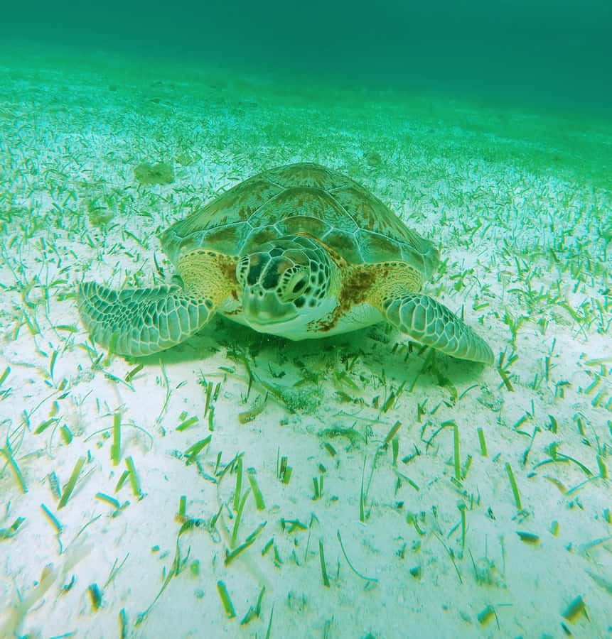 From Cozumel: Starfish, Stingrays and the Turtle Sanctuary - How much snorkeling do you really get?