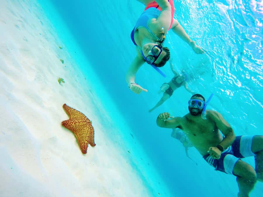 From Cozumel: Starfish, Stingrays and the Turtle Sanctuary - Meeting at Marina ASIPONA