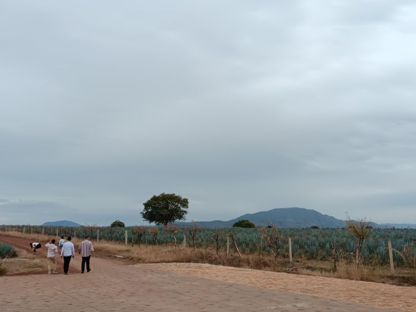 From Guadalajara: Tequila Town and Cantaritos El Guero - Should you book this tequila day?