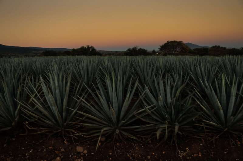 From Guadalajara: Town of Tequila & Jose Cuervo Factory Tour - Transport, timing, and the real value of $145