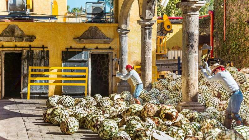 From Guadalajara: Town of Tequila & Jose Cuervo Factory Tour - What the guides add to the experience