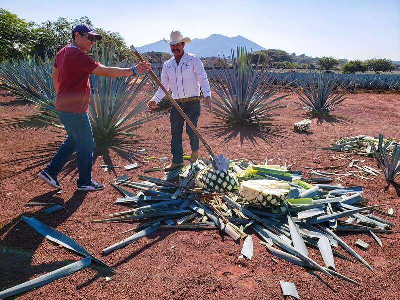 From Guadalajara: Town of Tequila & Jose Cuervo Factory Tour - From Guadalajara to the agave country