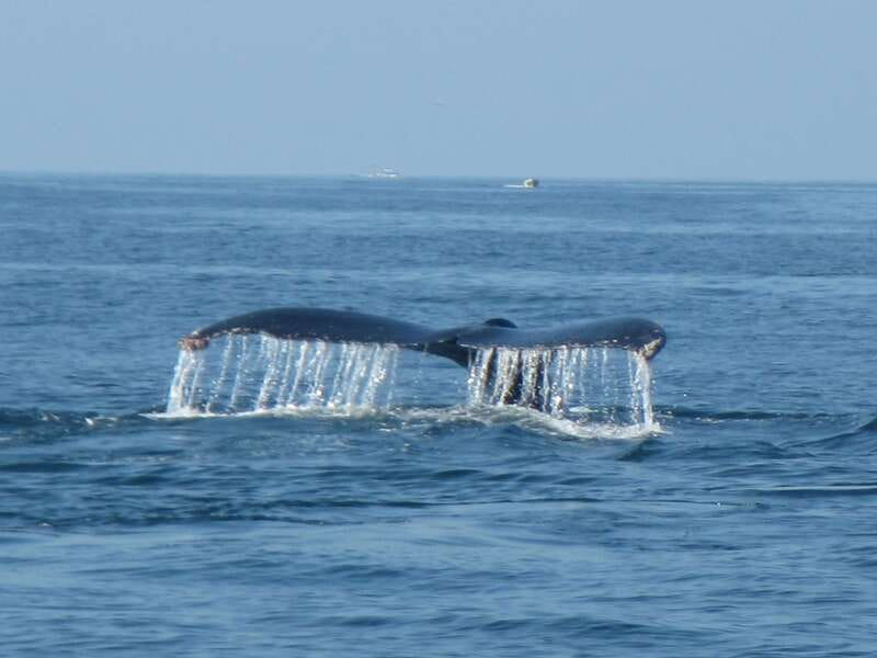 From La Crucecita: Private Huatulco 7 or 5 Bays Boat Trip - Guides who add more than navigation
