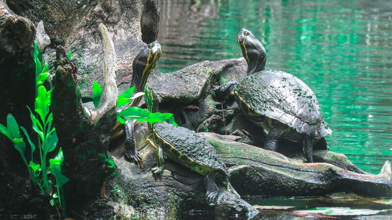 From Riviera Maya: 3 Cenotes Adventure Tour with Lunch - A Mayan Family Lunch in the Jungle