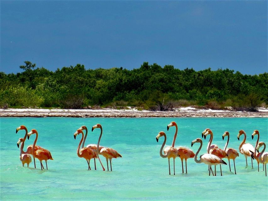 From Riviera Maya: Holbox Full-Day Tour with Lunch - Punta Mosquito, lunch, and shallow water