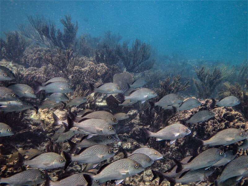 From Riviera Maya: Snorkeling & Private Cenote Half-Day Tour - Lunch, snacks, and the practical rhythm of the day