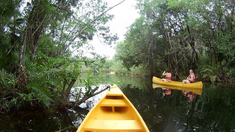 From Tulum: Four-Cenote Adventure - The jungle walk is part of the attraction