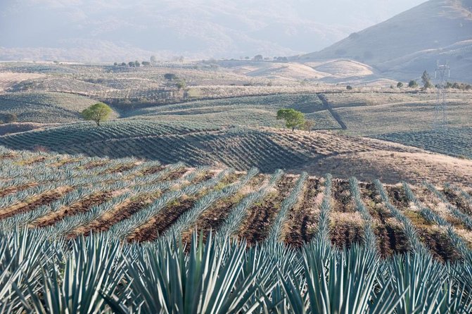 Full Day Tour to Tequila and Amatitán with Fun and Culture - Key points at a glance