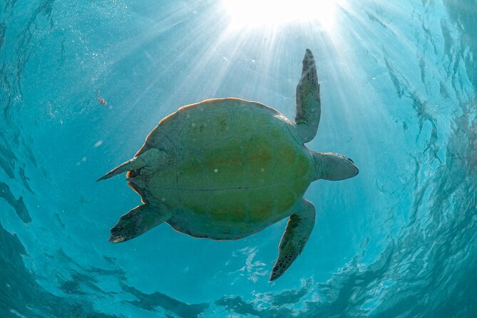 Full Day Tulum Ruins Tour Cenote and Swimming with Sea Turtles - Price, extra fees, and what the package really covers