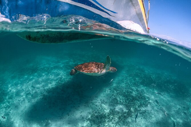 Full Day Tulum Ruins Tour Cenote and Swimming with Sea Turtles - Who will enjoy this day most