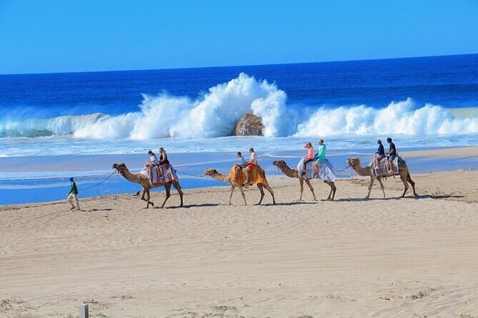 Fun Camel Ride and UTV COMBO with Tequila Tasting! - The tequila tasting is a pleasant finish
