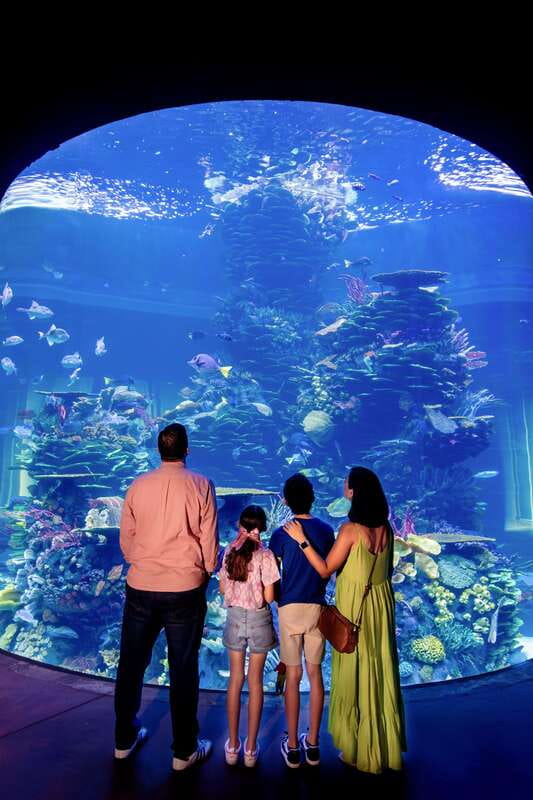 Gran Acuario Mazatlan - The 42-by-23-Foot Ocean Window