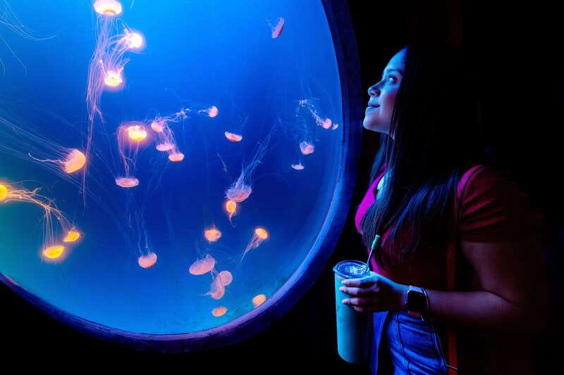 Gran Acuario Mazatlan - Timing, Language, and Getting Around