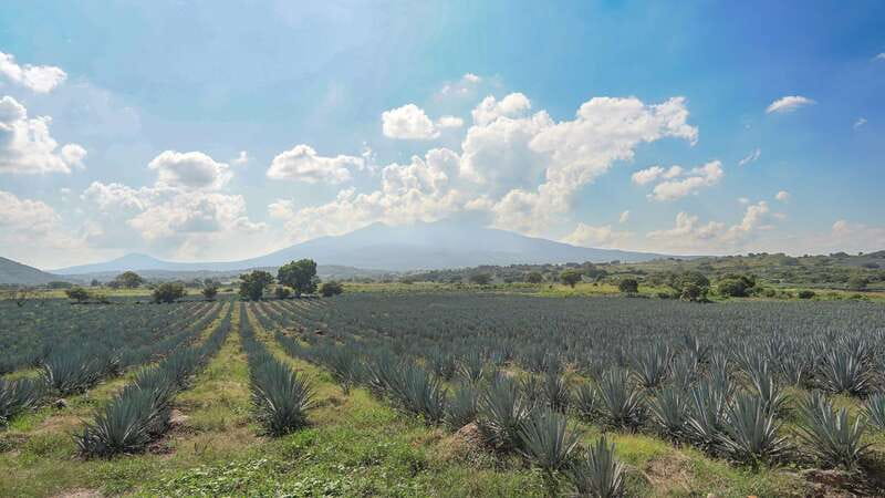 Guadalajara: Premium Tequila Tour with Tastings and Pairings - Starting with agave and the Tequila volcano