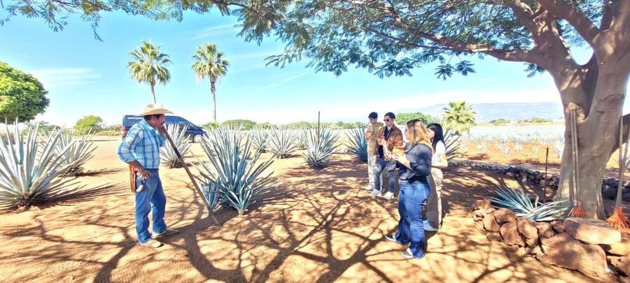 Guadalajara: Tequila Day Trip with Jose Cuervo Option - Tastings, oak barrels, and pacing the day