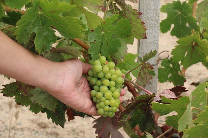 Guadalupe Valley Wine Route Tour in Baja California - What to wear and how to pace the day