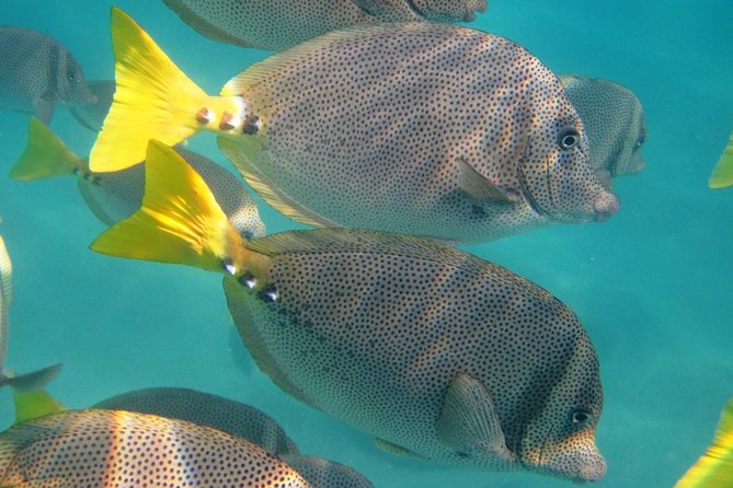 Guided Tour Los Cabos: Boat | Tacos & Tequila | Photos & Transfer - One outing, two very different Cabos