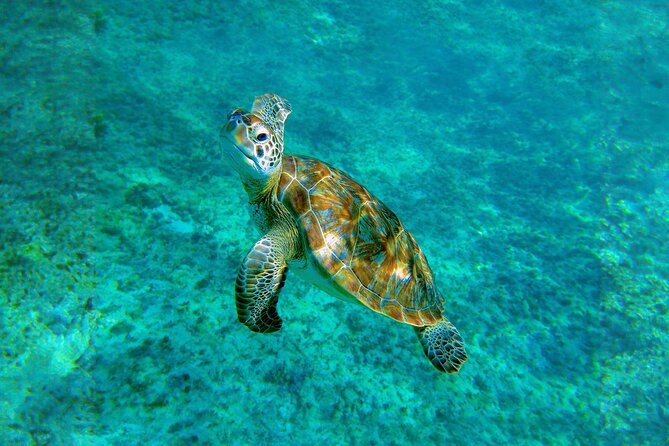 Hidden Cenote Swim: Snorkeling, Sea Turtles and Beachside Lunch - The real schedule: a half-day tour that may fill your day