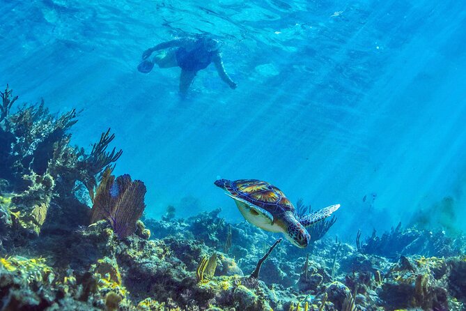 Hidden Cenote Swim: Snorkeling, Sea Turtles and Beachside Lunch - Should you book it?