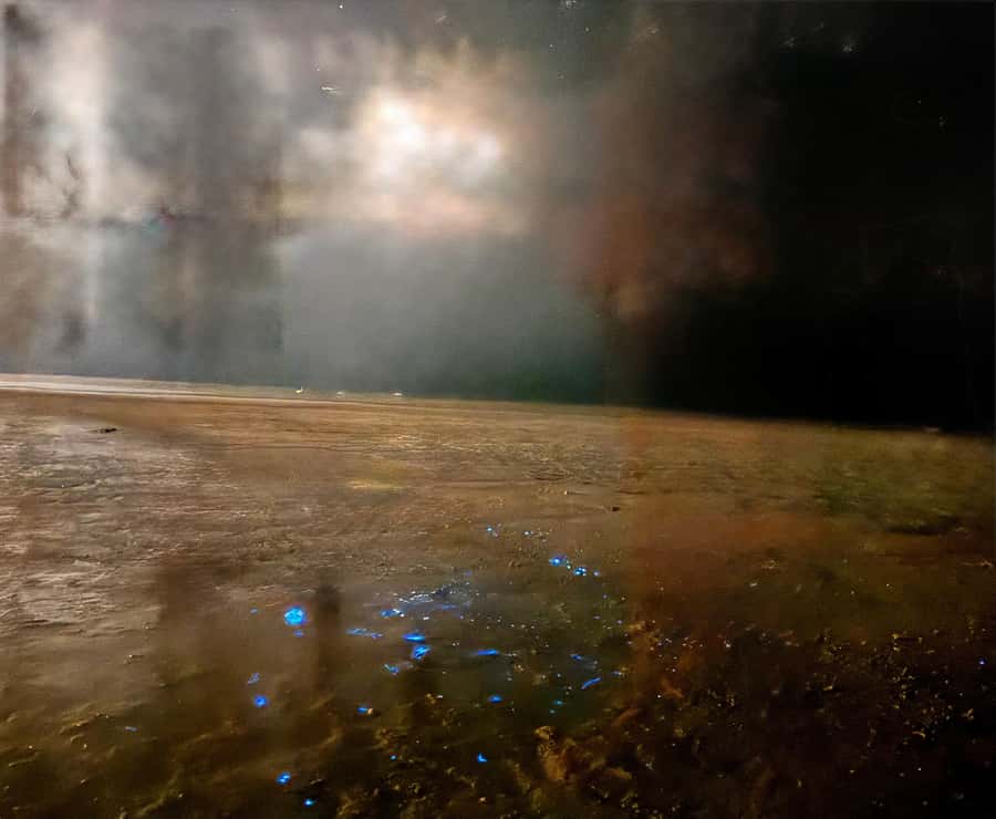 Holbox: Bioluminescence by Kayak and Stargazing. - Swimming with glowing plankton