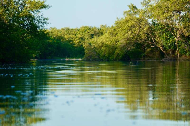 Holbox: Mangrove Sunset Kayak Tour - Birds, crocodiles, and a little patience