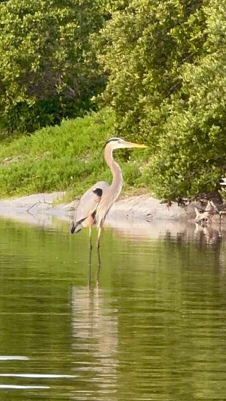 Holbox: Mangrove Sunset Kayak Tour - The snack stop and what is included