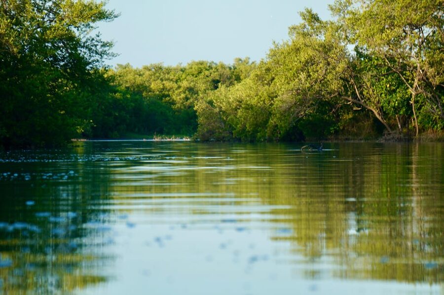 Holbox: Mangrove Sunset Kayak Tour - Who will enjoy this tour most?