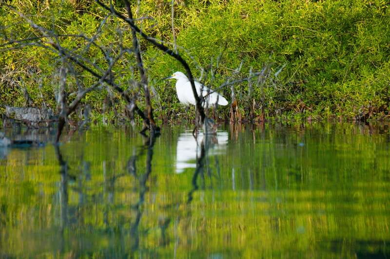 Holbox: Sunrise & Mangrove Kayak Tour - The snack stop inside the mangroves