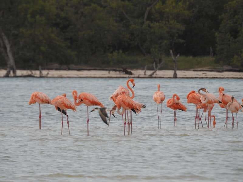 Holbox: Yum Balam Reserve Classic Boat Tour - Why this short Holbox boat tour works