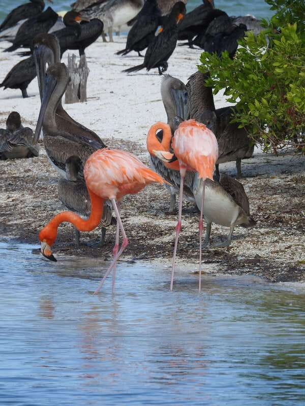 Holbox: Yum Balam Reserve Classic Boat Tour - Yalahau Cenote: the best first stop