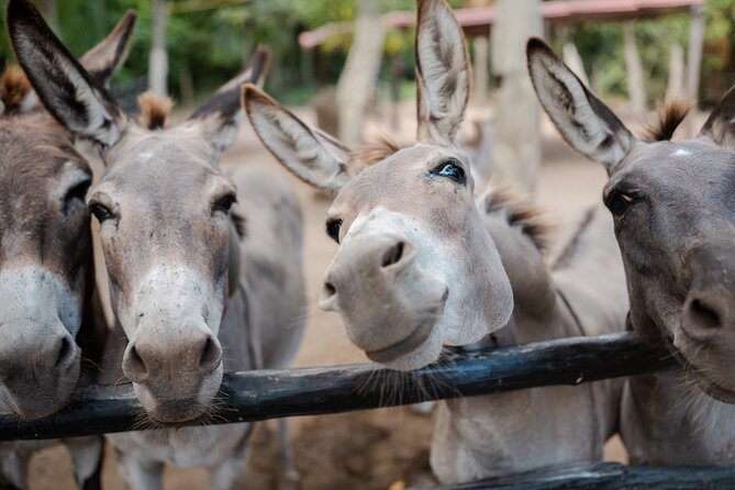 Horseback Riding and Cenote Swim from Cancun or Playa del Carmen - Transport from Cancun and Playa del Carmen