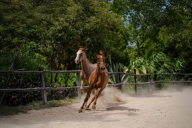 Horseback Riding and Cenote Swim from Cancun or Playa del Carmen - Who will enjoy this ranch outing