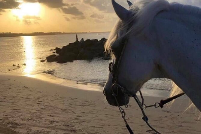 Horseback Riding in Sayulita Through Jungle Trails to the Beach - What the $75 price really covers