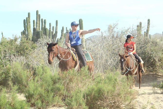 Horseback Riding Tour in Cabo San Lucas - Horses, tack, and the safety question