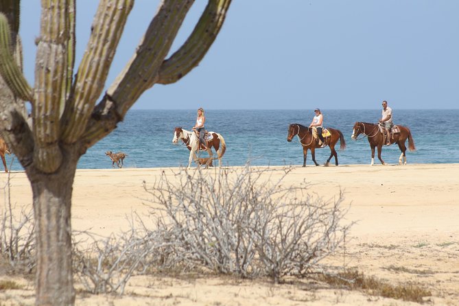 Horseback Riding Tour in Cabo San Lucas - Cacti, ocean lookouts, and the photo stop
