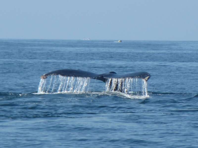 Huatulco: Bays Boat Tour with Snorkeling and Hotel Pickup - Two hours at Maguey Bay