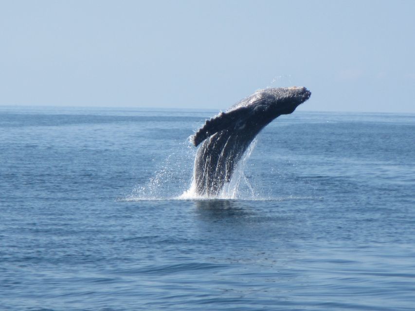 Huatulco: Bays Boat Tour with Snorkeling and Hotel Pickup - Who will get the most from this boat tour